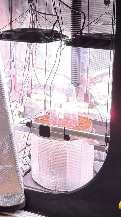 7 Skunks Genetics Planet Berry. Week 0
