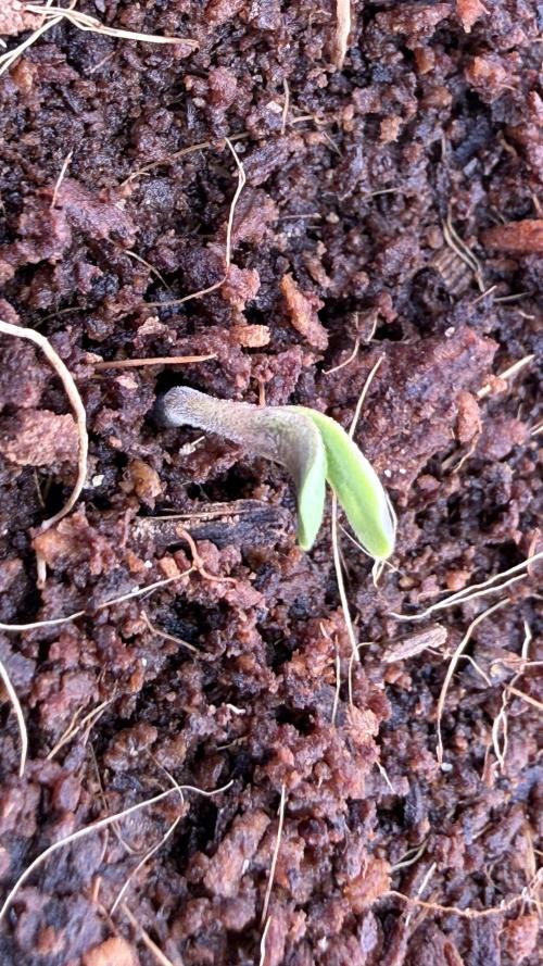 7 Skunks Genetics Planet Berry. Week 1 - Pulled the inner membrane off to reveal a great looking little seedling
