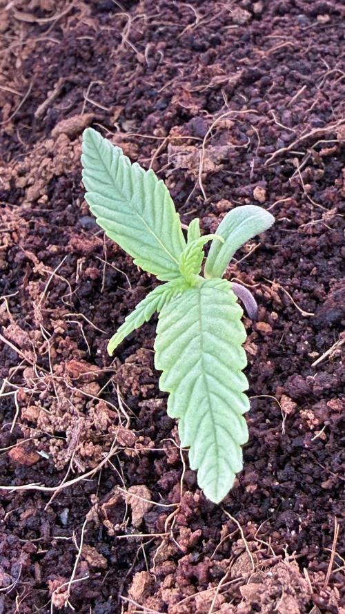 7 Skunks Genetics Planet Berry. Week 2