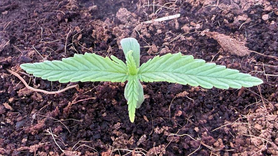 7 Skunks Genetics Planet Berry. Week 2