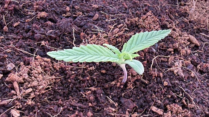 7 Skunks Genetics Planet Berry. Week 2