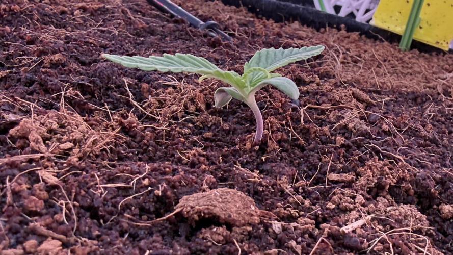 7 Skunks Genetics Planet Berry. Week 2