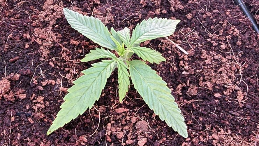 7 Skunks Genetics Planet Berry. Week 3