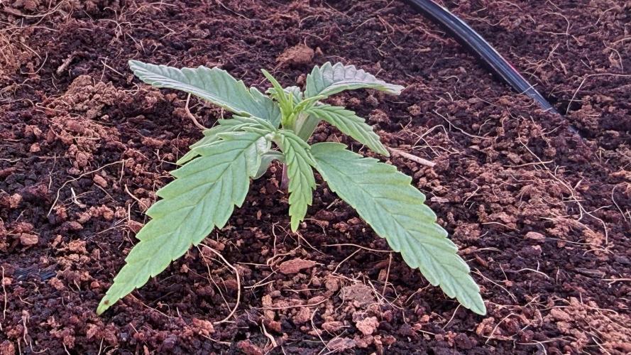 7 Skunks Genetics Planet Berry. Week 3