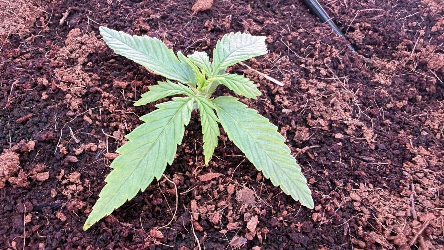 7 Skunks Genetics Planet Berry. Week 3