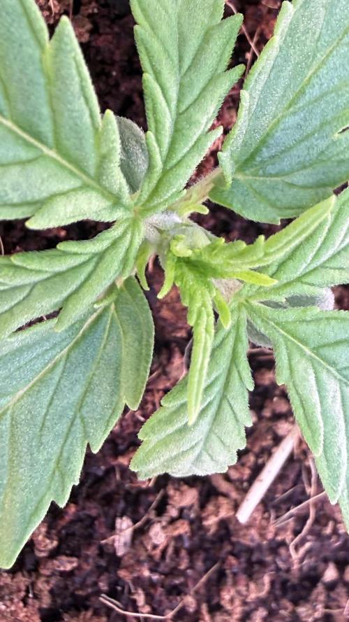 7 Skunks Genetics Planet Berry. Week 3 - First branch sites are emerging