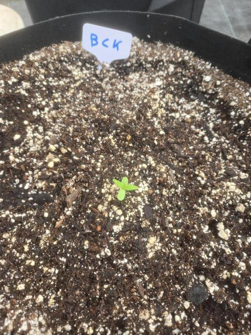 Blackberry Kush 26. Week 0