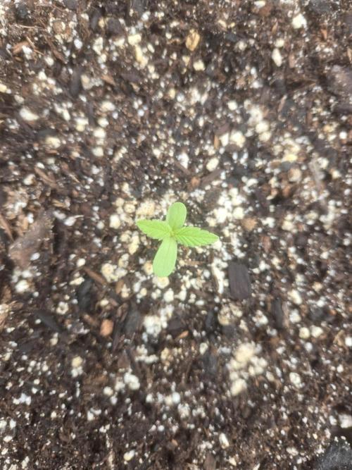 Blackberry Kush 26. Week 0