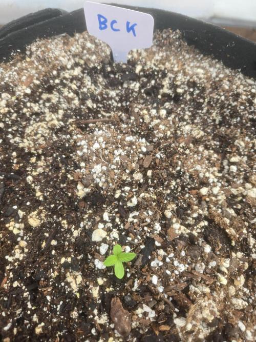 Blackberry Kush 26. Week 0