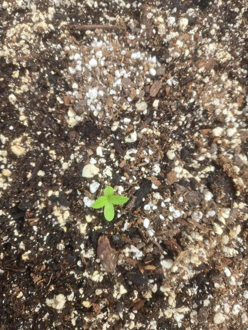 Blackberry Kush 26. Week 0