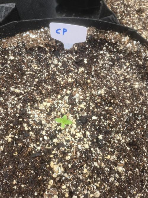 Cherry Pie 26. Week 0
