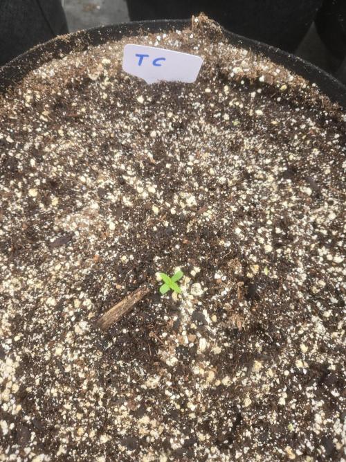 Tropicana Cookies 26. Week 0