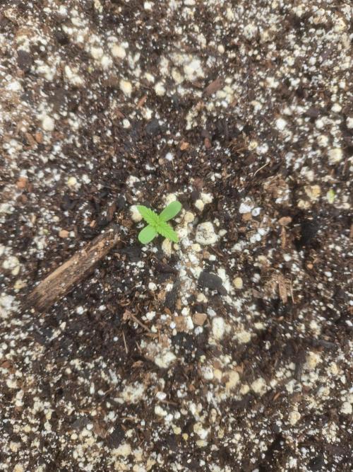 Tropicana Cookies 26. Week 0