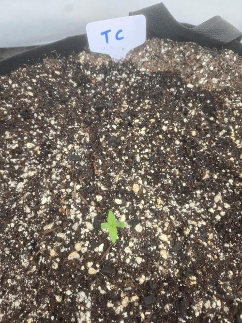 Tropicana Cookies 26. Week 0