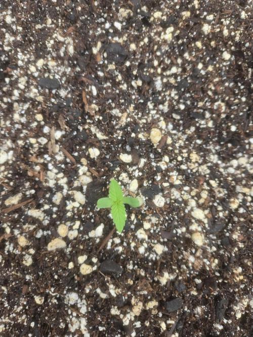 Tropicana Cookies 26. Week 0