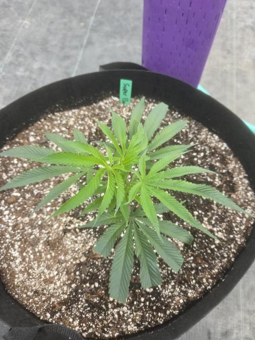 Super Boof clone. Week 1