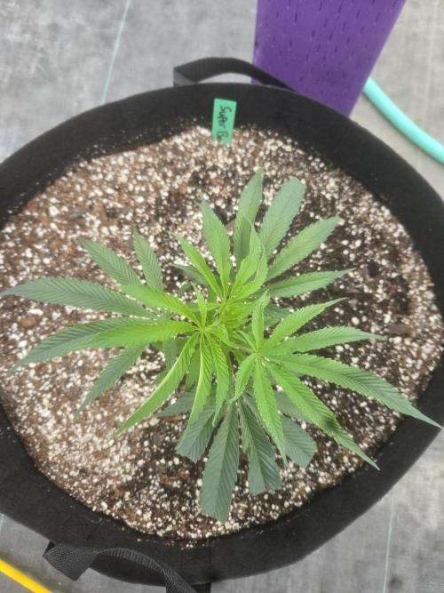 Super Boof clone. Week 1