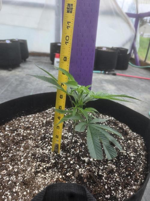 Super Boof clone. Week 1