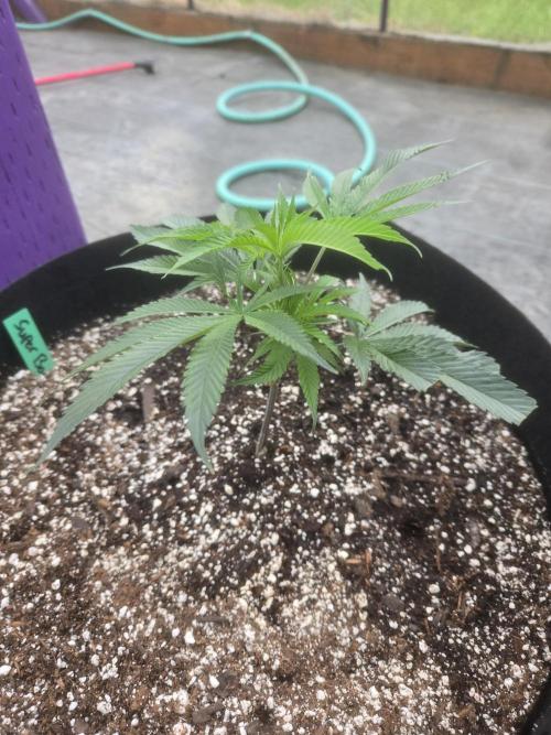 Super Boof clone. Week 1