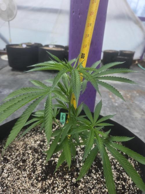 Super Boof clone. Week 2