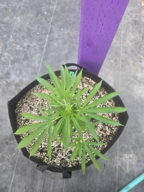Super Boof clone. Week 2