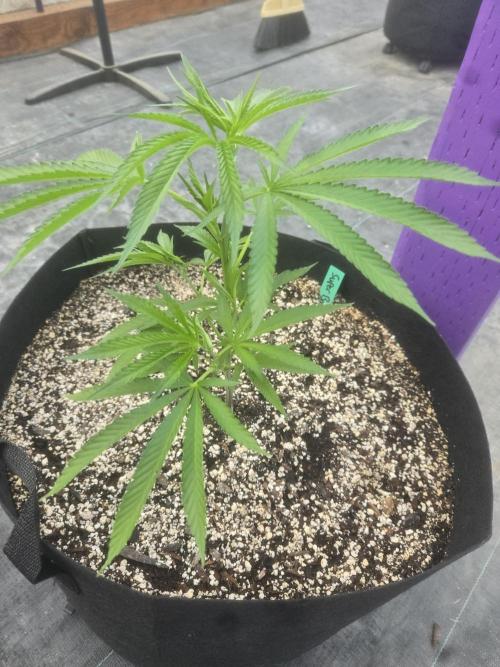 Super Boof clone. Week 2