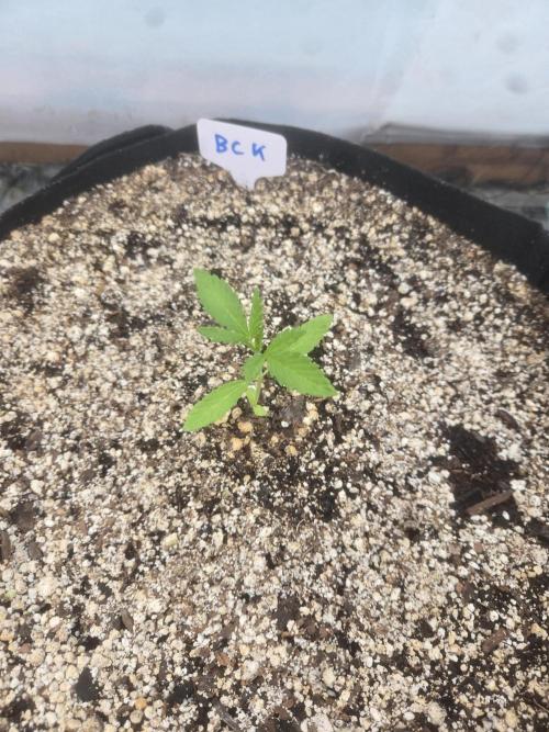 Blackberry Kush 26. Week 1