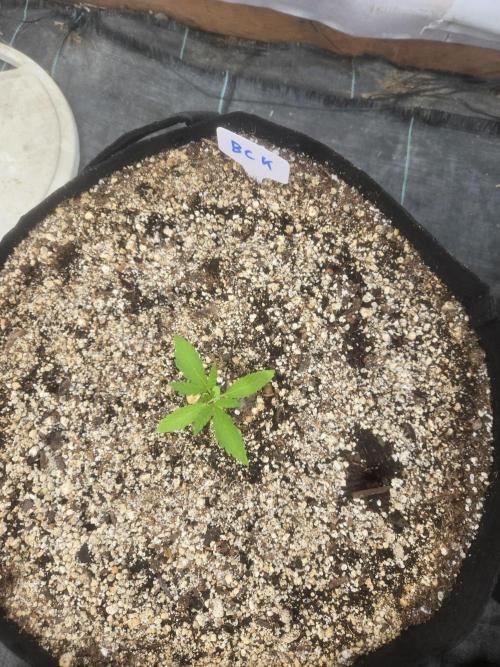 Blackberry Kush 26. Week 1