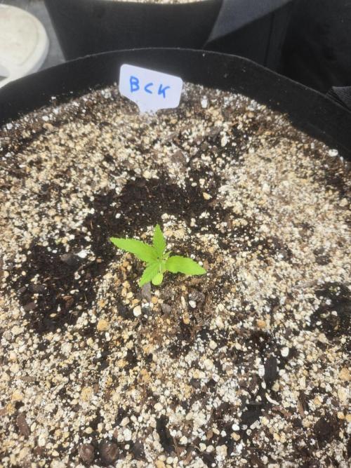 Blackberry Kush 26. Week 1
