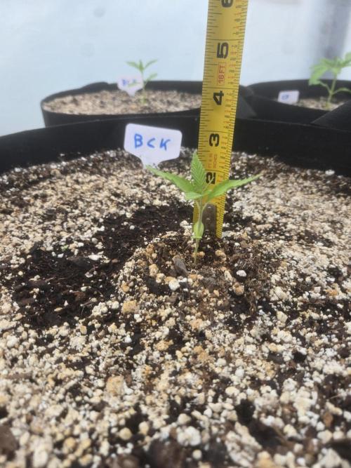 Blackberry Kush 26. Week 1