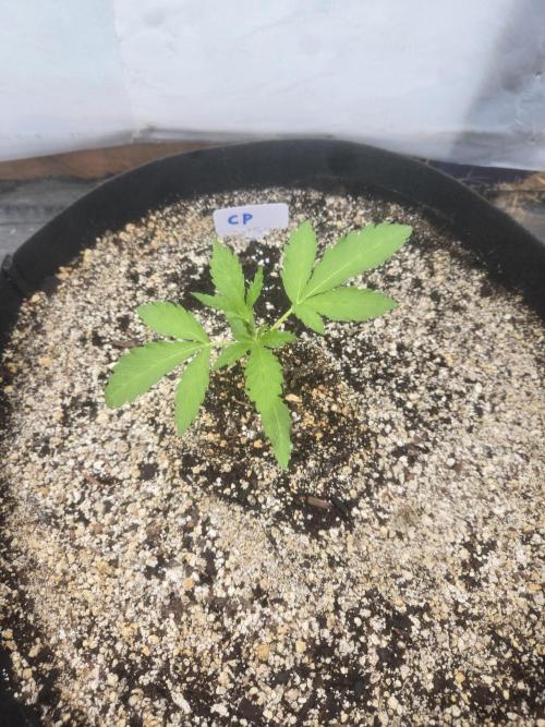 Cherry Pie 26. Week 1