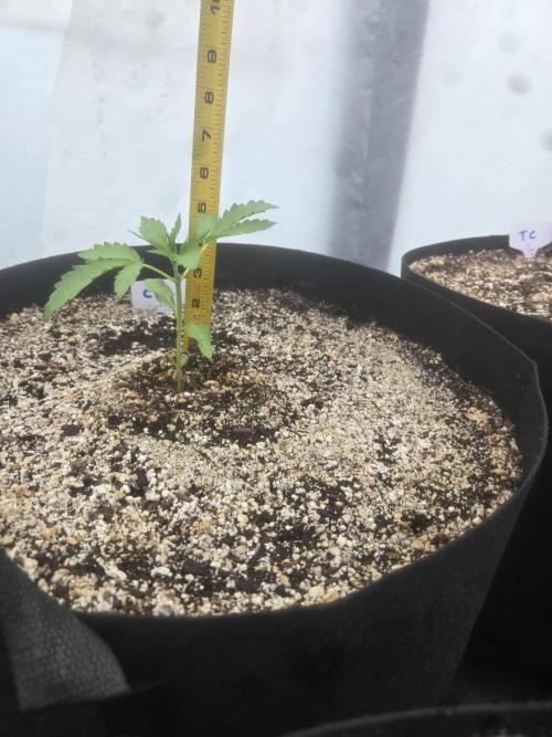 Cherry Pie 26. Week 1