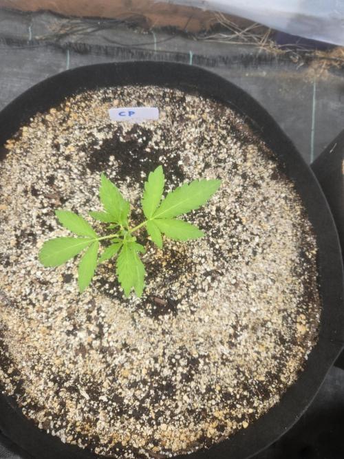 Cherry Pie 26. Week 1