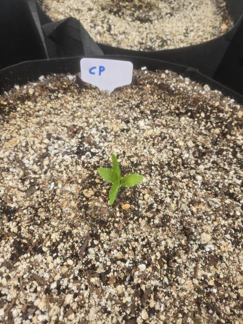 Cherry Pie 26. Week 1