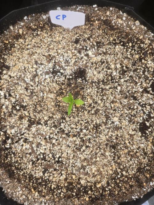 Cherry Pie. Week 1