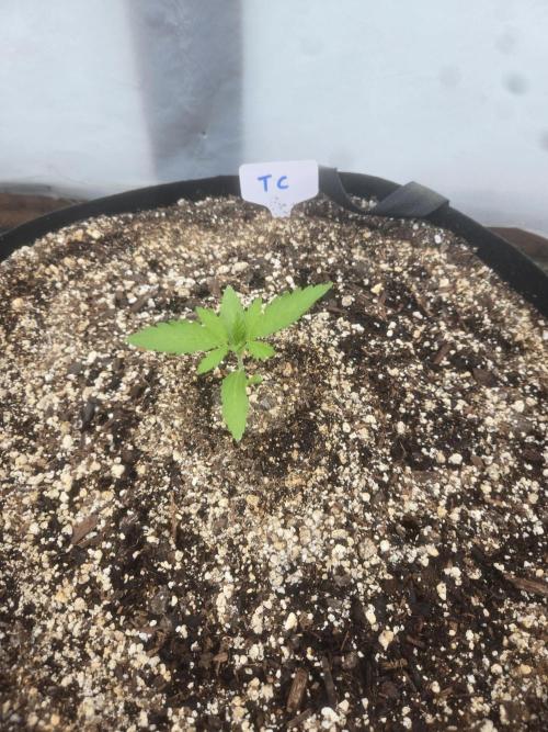 Tropicana Cookies 26. Week 1