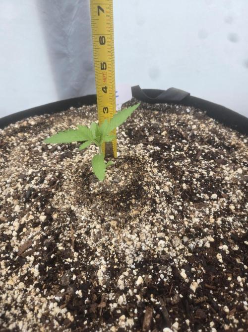 Tropicana Cookies 26. Week 1