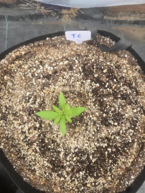Tropicana Cookies 26. Week 1