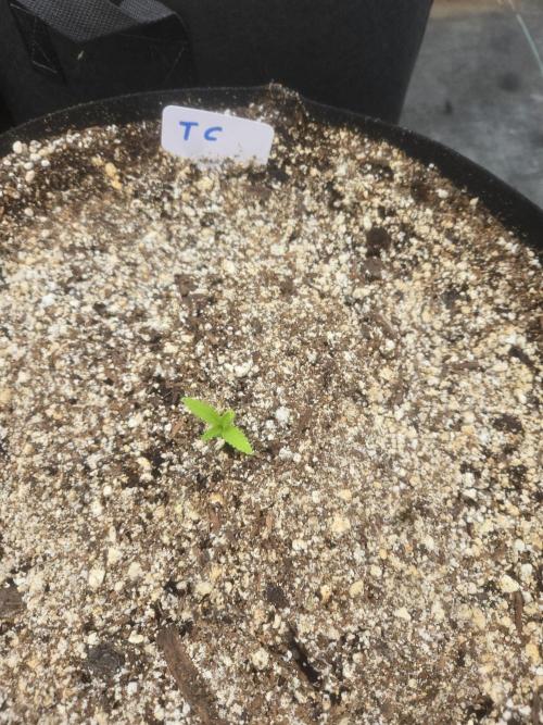 Tropicana Cookies 26. Week 1