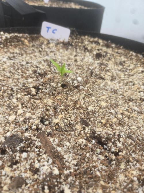 Tropicana Cookies. Week 1