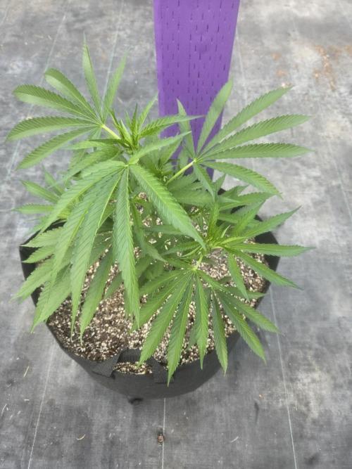 Super Boof clone. Week 3