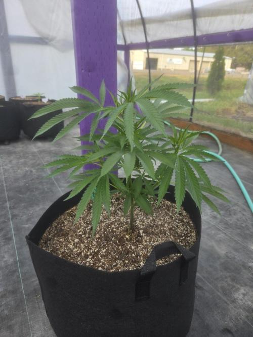 Super Boof clone. Week 3