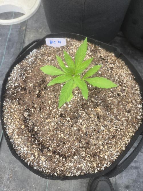 Blackberry Kush 26. Week 2
