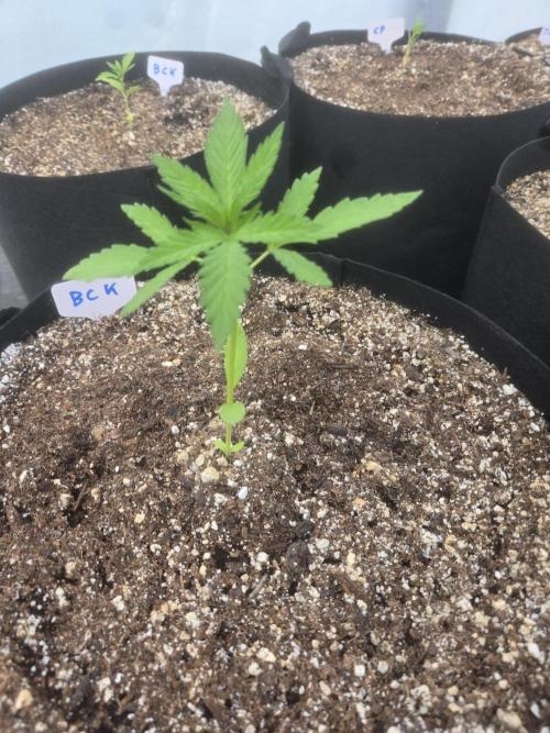Blackberry Kush 26. Week 2