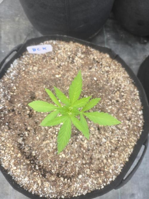 Blackberry Kush 26. Week 2