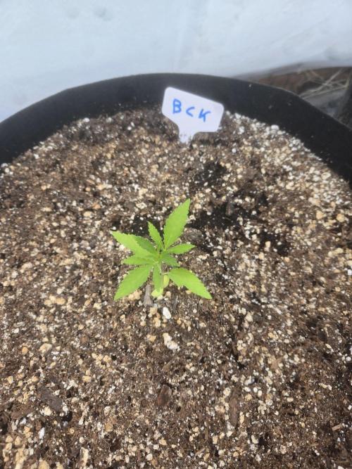 Blackberry Kush. Week 2