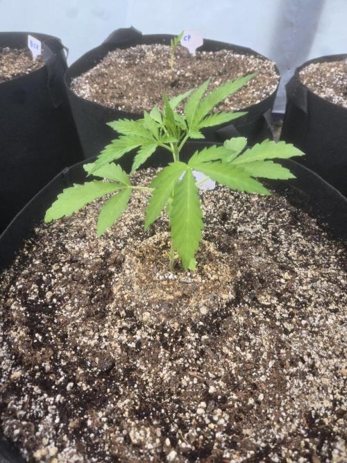 Cherry Pie 26. Week 2