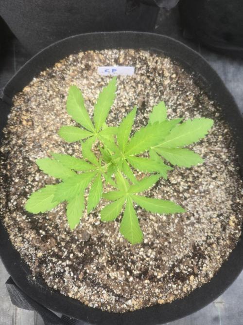 Cherry Pie 26. Week 2