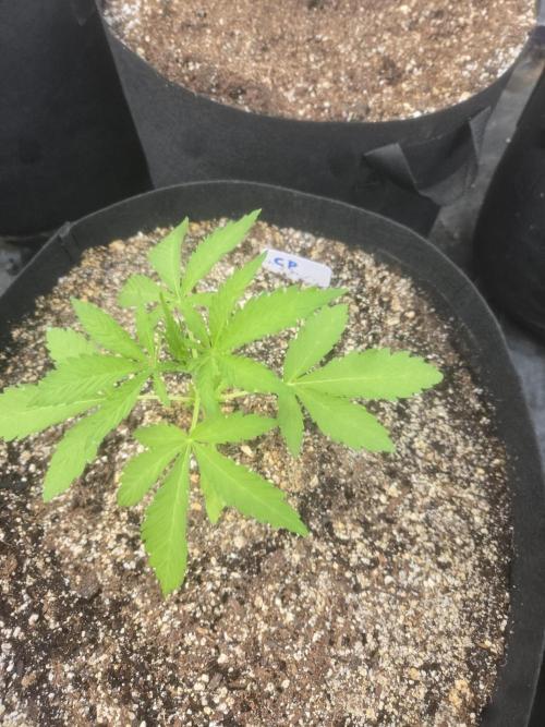 Cherry Pie 26. Week 2