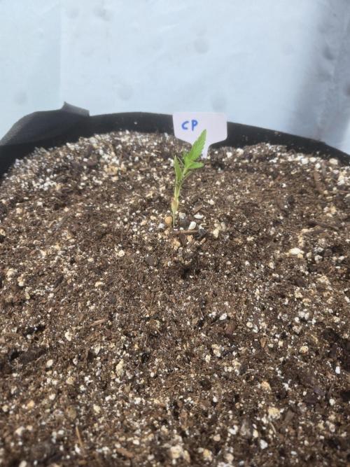 Cherry Pie. Week 2